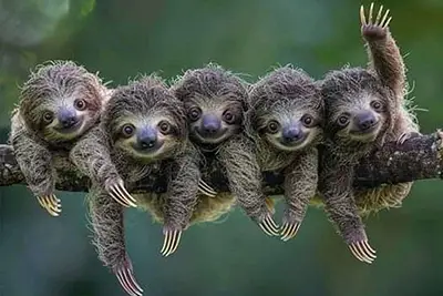 Sloths in Roatan