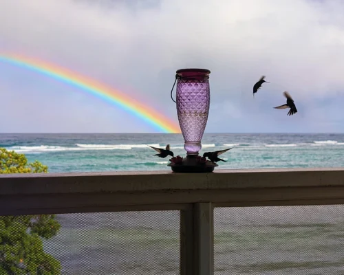 HB-Rainbow After A Storm In Roatan