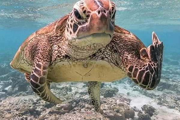 Sea Turtle at the reef in Roatan