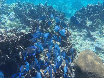 Blue Tang seen off the beach at Hummingbird Casitas