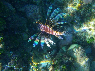A huge Lionfish found while snorkeling at Hummingbird Casitas