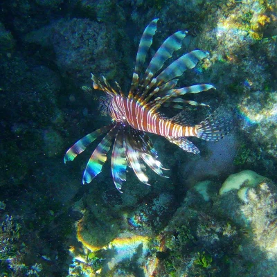 A huge Lionfish found while snorkeling at Hummingbird Casitas