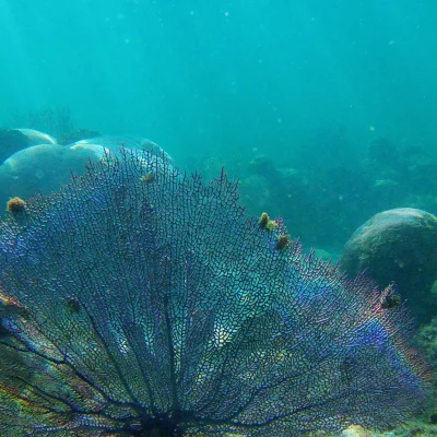 Very cool Coral found while snorkeling at Hummingbird Casitas