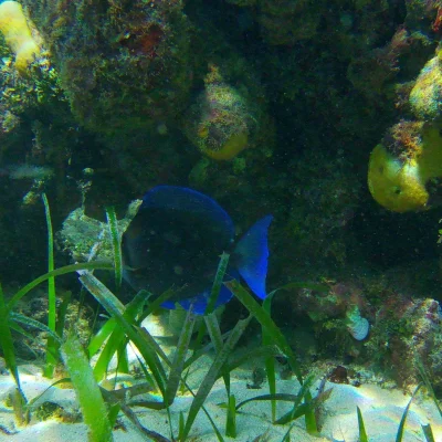 Big Blue Tang found while snorkeling at Hummingbird Casitas