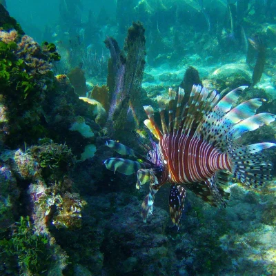 Big Lionfish found while snorkeling at Hummingbird Casitas