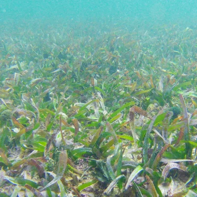Turtle grass found while snorkeling at Hummingbird Casitas