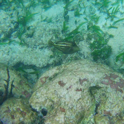 Striped fish found while snorkeling at Hummingbird Casitas