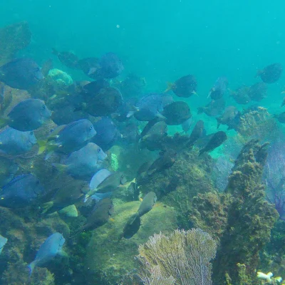 School of fish found while snorkeling at Hummingbird Casitas