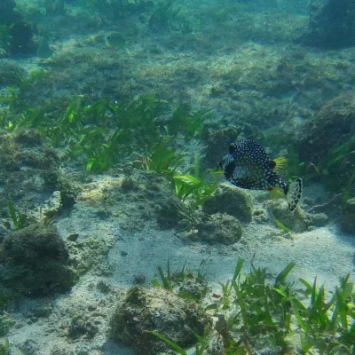 Spotted fish found while snorkeling at Hummingbird Casitas