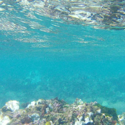 This is how shallow it was at the reef while snorkeling at Hummingbird Casitas