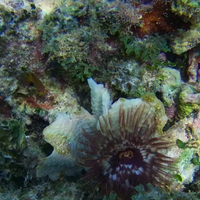 what is this found while snorkeling at Hummingbird Casitas
