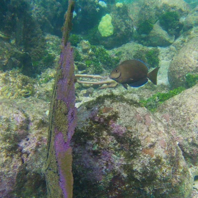 Interesting fish found while snorkeling at Hummingbird Casitas
