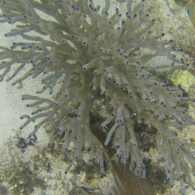 Cool coral formation with fish found while snorkeling at Hummingbird Casitas