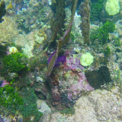 Cool coral formation found while snorkeling at Hummingbird Casitas