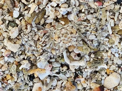 A Crab hiding found while snorkeling at Hummingbird Casitas