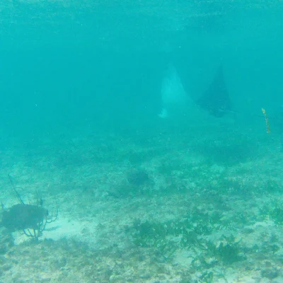 A seagrass bottom found while snorkeling at Hummingbird Casitas