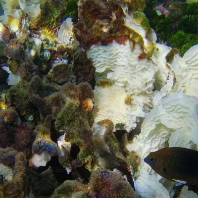 Fish swimming by some very cool coral found while snorkeling at Hummingbird Casitas