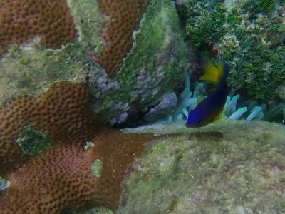 Fish swimming through coral found while snorkeling at Hummingbird Casitas