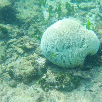 Cool coral found while snorkeling at Hummingbird Casitas