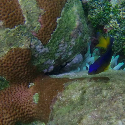 Baby fish found snorkeling at Hummingbird Casitas