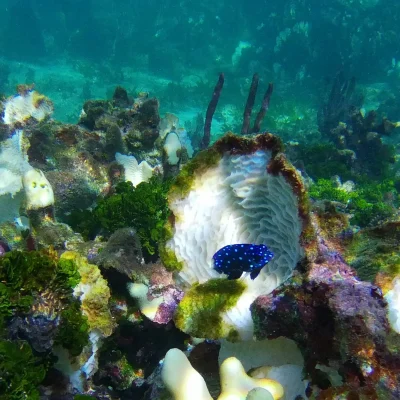 Very cool fish found at the reef at Hummingbird Casitas in Roatan