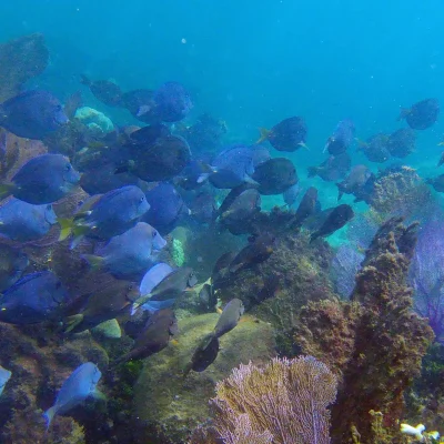 School of Blue Tangs at the reef at Hummingbird Casitas in Roatan