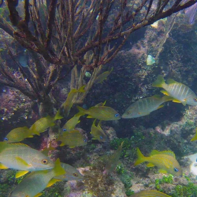 School of fish at the reef at Hummingbird Casitas in Roatan