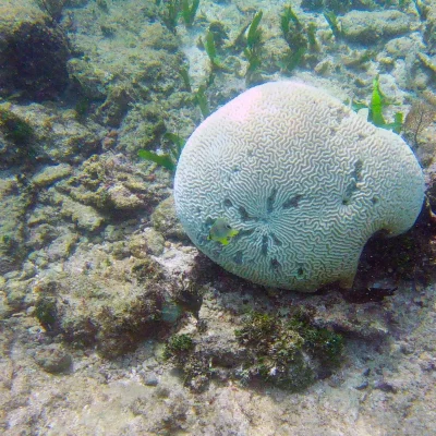 Brain Corel found snorkeling at Hummingbird Casitas