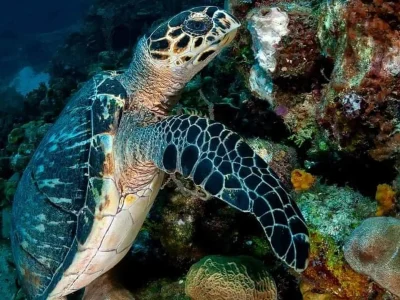 Another sea turtle at Hummingbird Casitas