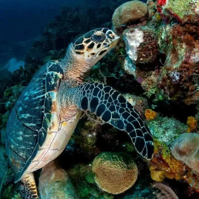 Another sea turtle at Hummingbird Casitas