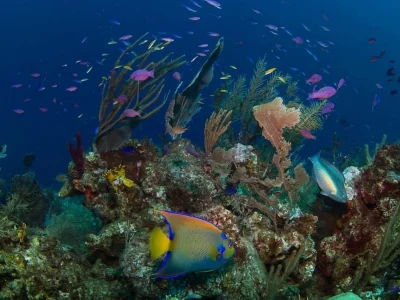Snorkeling at Hummingbird Casitas in Roatan, many fish species