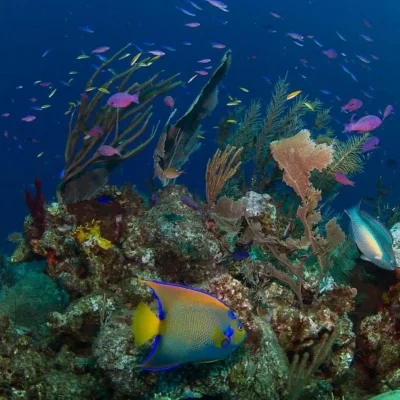 Snorkeling at Hummingbird Casitas in Roatan, many fish species