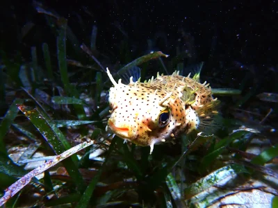 Puffer at Hummingbird Casitas in Roatan