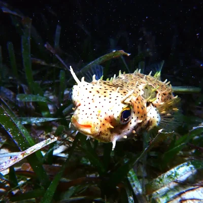 Puffer at Hummingbird Casitas in Roatan