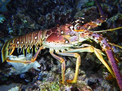 Lobster at Hummingbird Casitas in Roatan