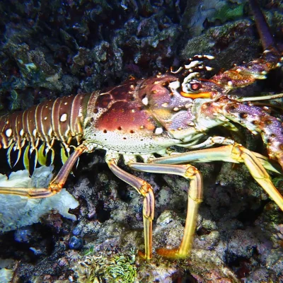 Lobster at Hummingbird Casitas in Roatan