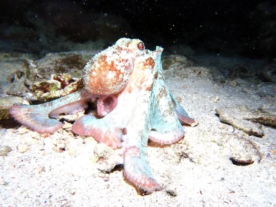 Octopus resting at Hummingbird Casitas in Roatan