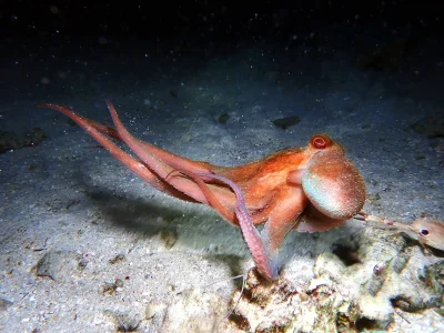 Octopus at Hummingbird Casitas in Roatan