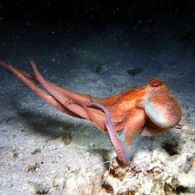 Octopus at Hummingbird Casitas in Roatan
