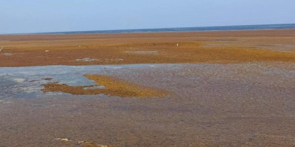 windward side-1 covered in Sargassum seaweed