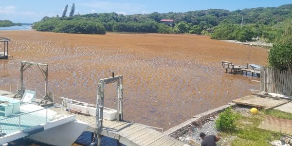 windward side-2 covered in Sargassum seaweed